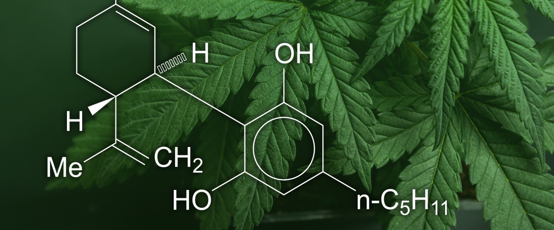 Why Many Studies Show CBD Reduces Anxiety More Reliably than THC