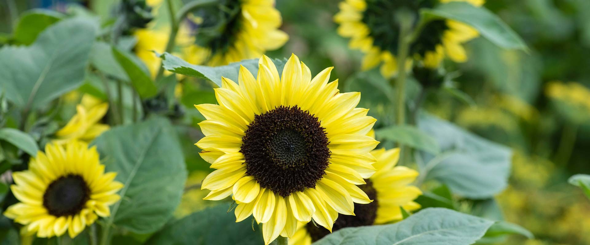 Are Sunflowers Perennials or Annuals? Uncover Which Type Suits Your Garden Goals