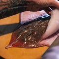 Where To Buy Sustainable Skate Fish Online or Locally