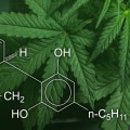 Why Many Studies Show CBD Reduces Anxiety More Reliably than THC