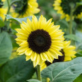 Are Sunflowers Perennials or Annuals? Uncover Which Type Suits Your Garden Goals