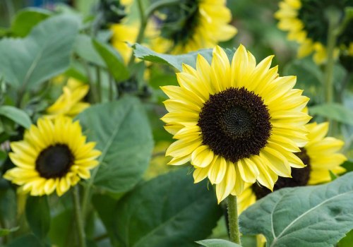 Are Sunflowers Perennials or Annuals? Uncover Which Type Suits Your Garden Goals
